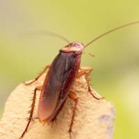 Cockroach Control